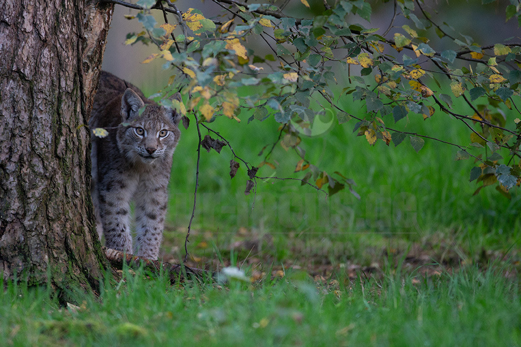 20191027163642-2 | Luchse sind Katzen und in Europa die größten Vertreter dieser Familie. Sie erreichen ungefähr die Größe eines Schäferhundes. Das Fell ist gefleckt, im Sommer ist es meistens rötlich braun und die Flecken sind stärker ausgeprägt. Im Winter wird das Fell dichter und wechselt hin zu einer eher bräunlich-grauen Färbung. - Realisiert mit Pictrs.com