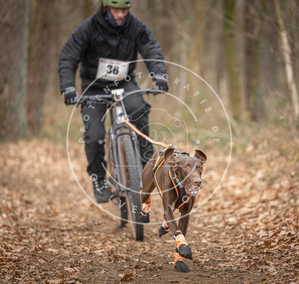 Pfotenfotografie_DV3A0071 | Hundefotografie, Tierfotograf, Pfotenfotografie, Fotoshooting Hund, Hunde Portrait, Hundesport, Hundeportraits, Heideshooting, Hunde, Sportfotograf, Hundefotograf, Turnierhundsport, THS,  - Realisiert mit Pictrs.com
