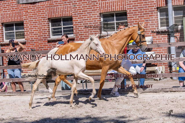 Badbergen DR-90 | mandyhollmannphotographie