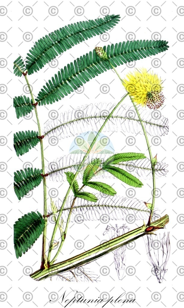 HistAbb_7PMDK_1_ENZY_Simple | Historische Abbildung von Neptunia plena - Fabaceae | Historical Illustration of Neptunia plena - Fabaceae