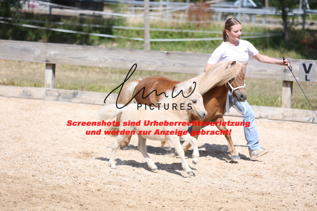 Fohlenschau_Schwäbisch_Hall_Ponys_KN 51_6 | lmwpictures - Realisiert mit Pictrs.com