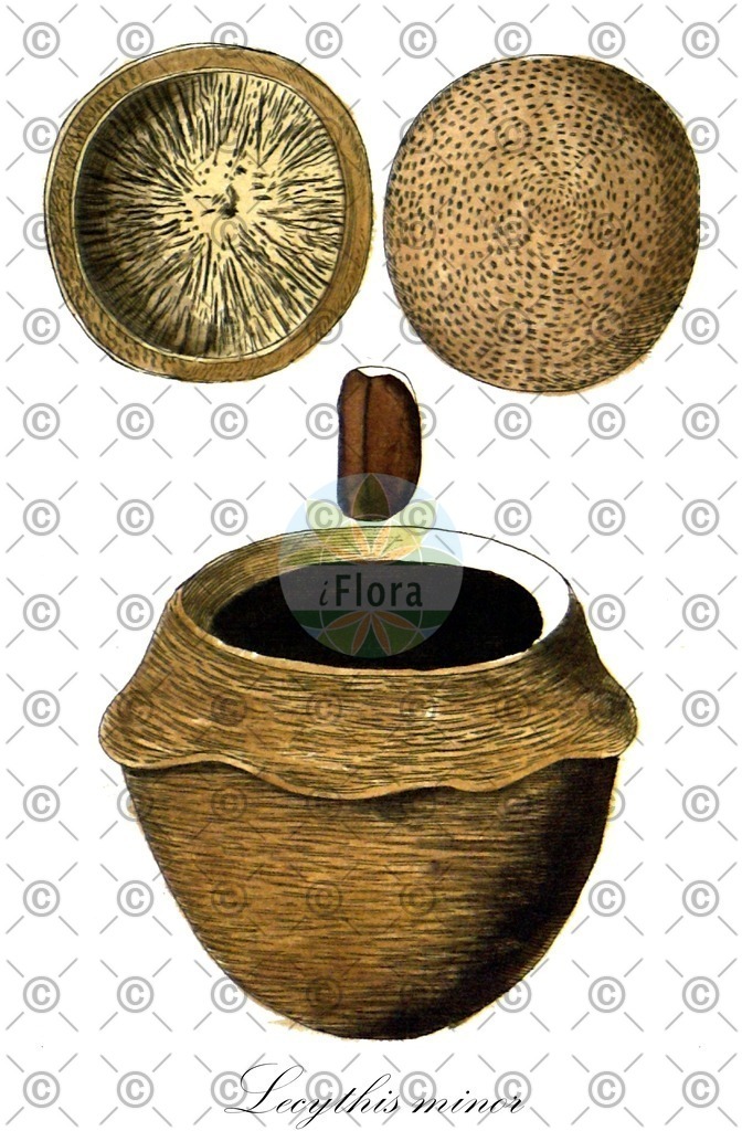 HistAbb_wfo-0000443362_1_ENZY_Simple | Historische Abbildung von Lecythis minor - Lecythidaceae | Historical Illustration of Lecythis minor - Lecythidaceae