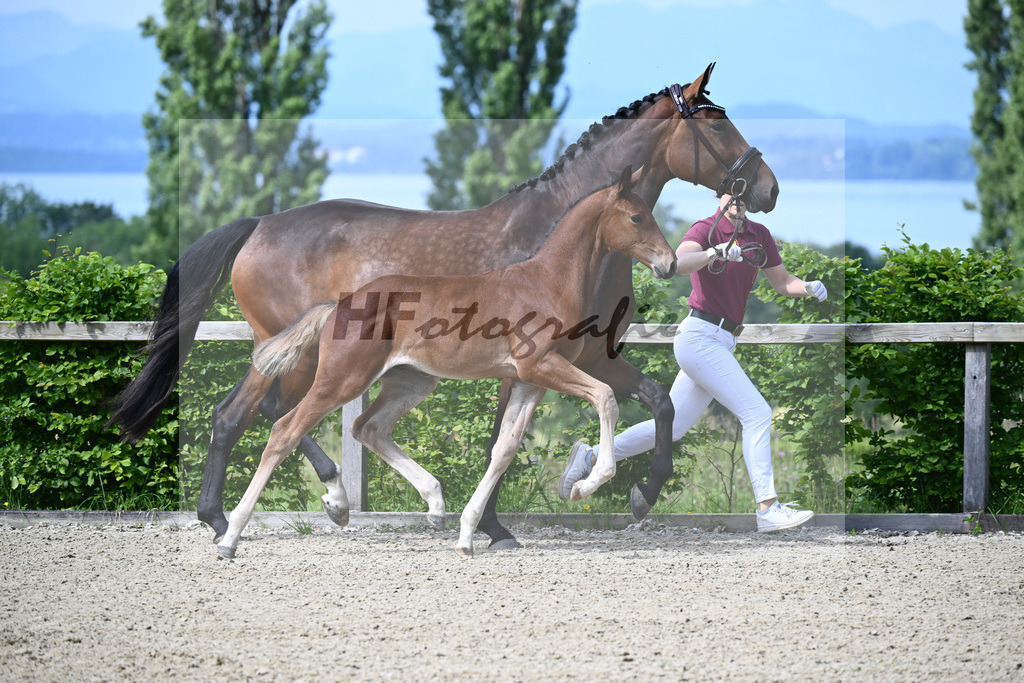 Dinken x Balou du Rouet_HF_Gossner_19240019 | hf-fotografie - Realisiert mit Pictrs.com