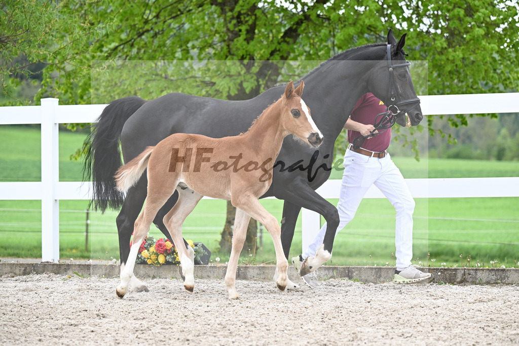 Kat-Nr. 50 HF Erste Sahne x Grey Flanell_Geng_23260081 | hf-fotografie - Realisiert mit Pictrs.com