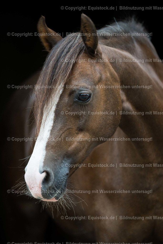 TS_20160812_Pferdeportrait_vor_schwarzem_Hintergrund_0003 | Foto: Thomas Hartig
