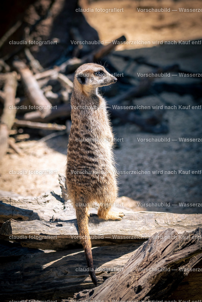 DSC_4555 | 11.05.2022; Inland; Zuerich - Zoo Zuerich;
Erdmännchen in der Lewa Savanne des Zoo Zürich.
(Claudia Minder/claudia-fotografiert)
