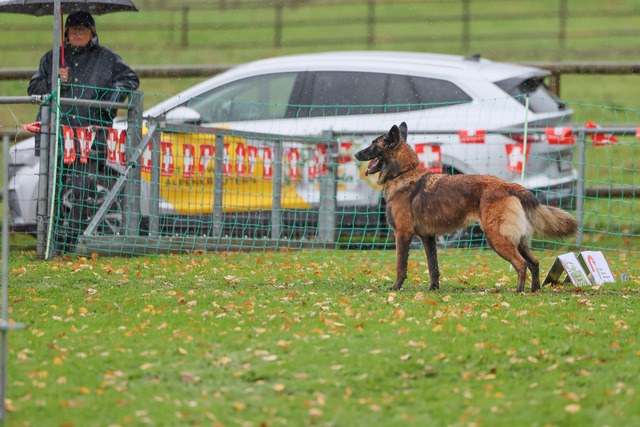 2025_Rally_Obedience_SM-172 | Ich fotografiere Hundeausstellungen, Sportanlässe, Zuchtstätten, Hundezucht, Hundeportrait, Lagotto - Realisiert mit Pictrs.com