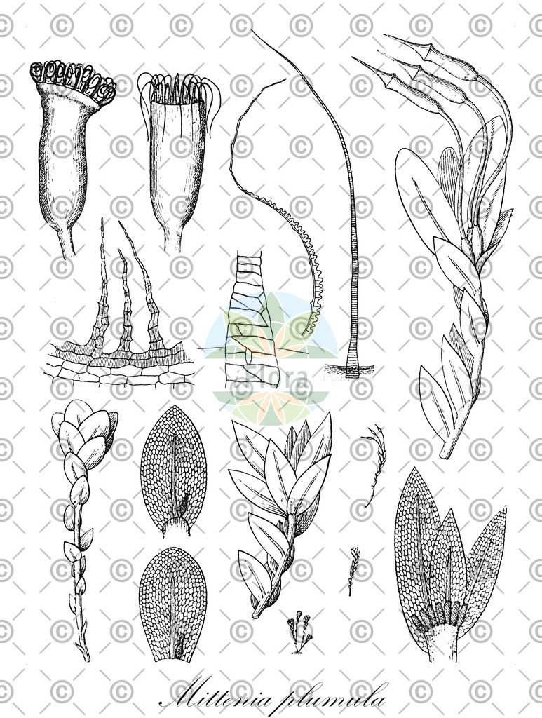 HistAbb_wfo-0001169634_1_ENZY_Simple | Historische Abbildung von Mittenia plumula - Mitteniaceae | Historical Illustration of Mittenia plumula - Mitteniaceae