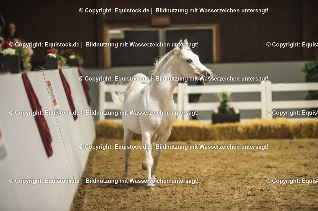 20240302_Hengstvorstellung_Marbach_TOMsPiC_1156 | equistock