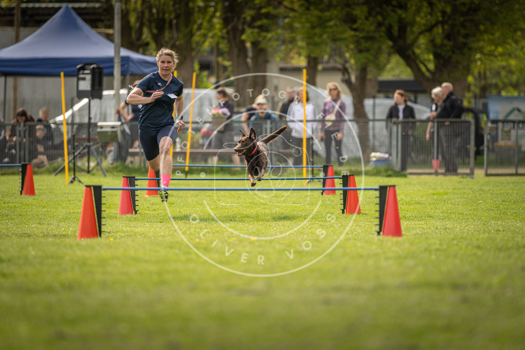 Pfotenfotografie_DV3A6019 | Hundefotografie, Tierfotograf, Pfotenfotografie, Fotoshooting Hund, Hunde Portrait, Hundesport, Hundeportraits, Heideshooting, Hunde, Sportfotograf, Hundefotograf, Turnierhundsport, THS,  - Realisiert mit Pictrs.com