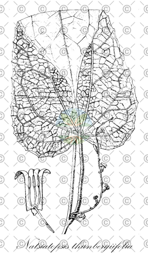 HistAbb_wfo-0000249680_2_ENZY_Simple | Historische Abbildung von Natsiatopsis thunbergiifolia - Icacinaceae | Historical Illustration of Natsiatopsis thunbergiifolia - Icacinaceae