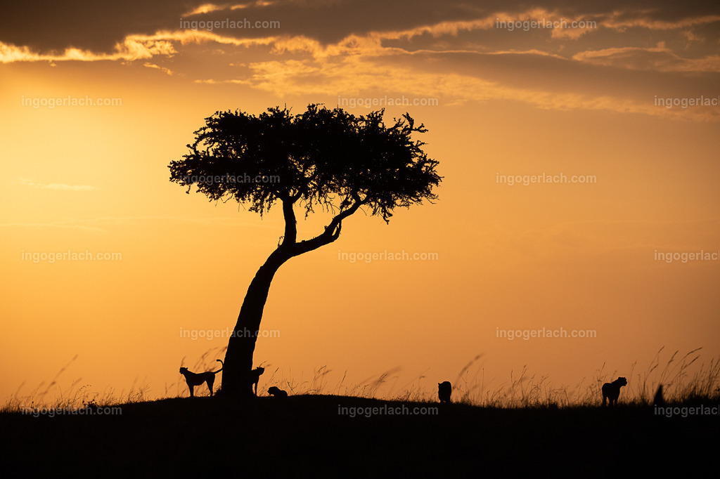 Die Gepardenkoalition beim Sonnenuntergang | Die fünf Gepardenbrüder oder auch Gepardenkoalition genannt fotogen auf einem Hügel bei Sonnenuntergang
