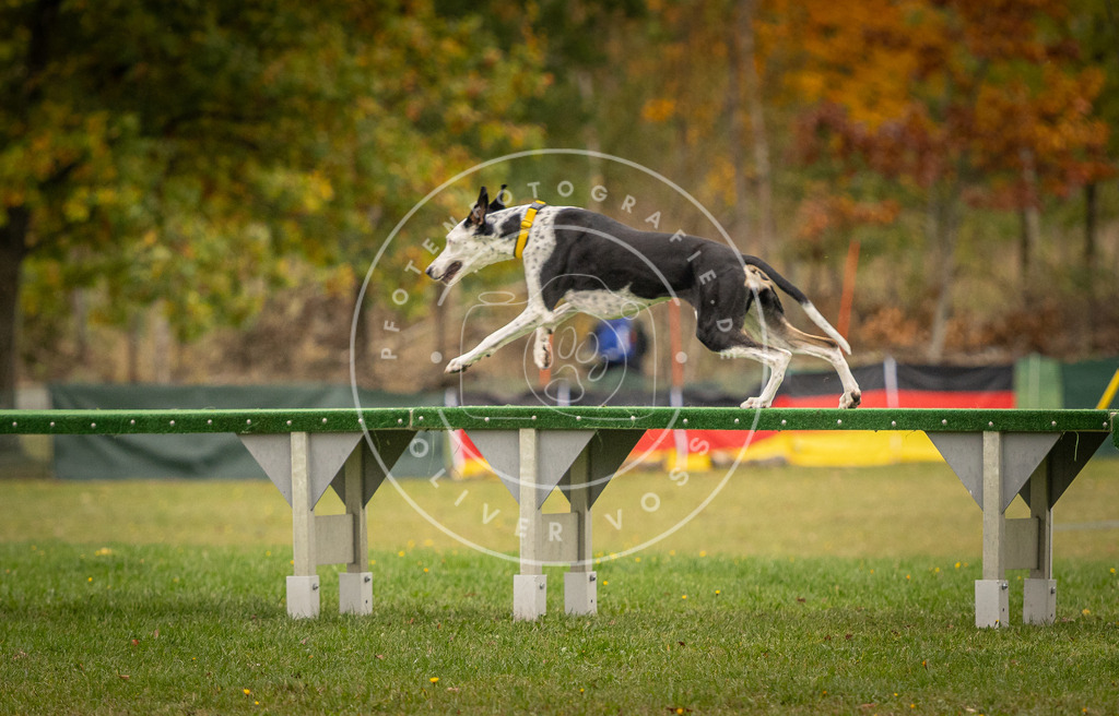 Pfotenfotografie_DV3A6909 | Hundefotografie, Tierfotograf, Pfotenfotografie, Fotoshooting Hund, Hunde Portrait, Hundesport, Hundeportraits, Heideshooting, Hunde, Sportfotograf, Hundefotograf, Turnierhundsport, THS,  - Realisiert mit Pictrs.com