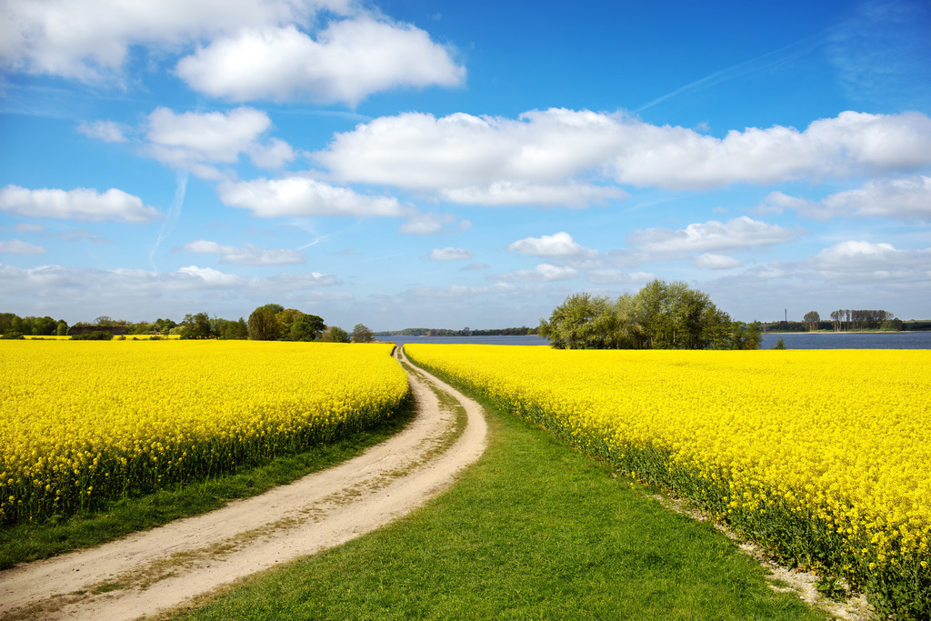 0136-bienebek-schlei-rapsblüte-feldweg-frühling-wandbild-leinwand | Kuratierte Ostsee Wandbilder in hoher Qualität (Leinwand, Acrylglas). Für Zuhause, Büro & Praxis. Fairer Preis & Zahlung auf Rechnung. Jetzt entdecken! - Realisiert mit Pictrs.com