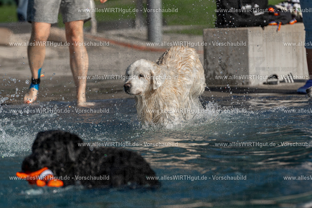 Hundeschwimmen_Volksbad_2026-allesWIRTHgut_Tierfotografie-2609061108-FAY06150 | Professionelle Tierfotografie in Mönchengladbach von Daniel Wirth (allesWIRTHgut). Liebevolle & natürliche Bilder von Hunden & Katzen für unvergessliche Erinnerungen.