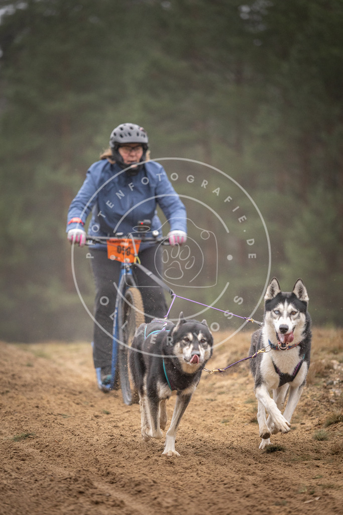 Pfotenfotografie_DV3A1219 | Hundefotografie, Tierfotograf, Pfotenfotografie, Fotoshooting Hund, Hunde Portrait, Hundesport, Hundeportraits, Heideshooting, Hunde, Sportfotograf, Hundefotograf, Turnierhundsport, THS,  - Realisiert mit Pictrs.com