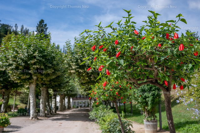 Fuerstenlager_Auerbach_Staatspark_September-8 | Das Fürstenlager in Bensheim-Auerbach – historische Sommerresidenz der Landgrafen und Großherzöge von Hessen-Darmstadt. Eine idyllische Parkanlage und beliebtes Ausflugsziel an der Bergstraße.,, Bild: Thomas Neu Bild: Thomas Neu