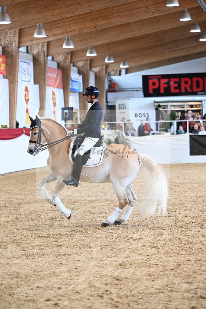 Schauprogramm Haflinger_DSP Amiro_2251544 | hf-fotografie - Realisiert mit Pictrs.com