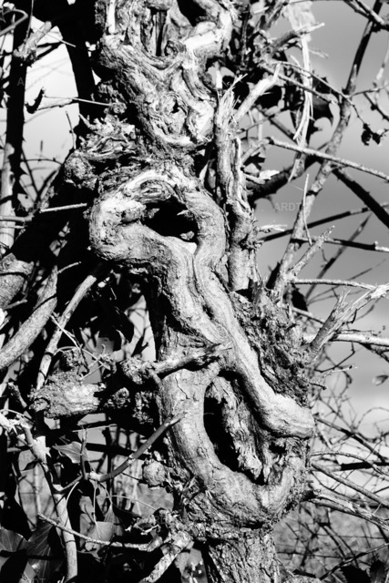 Baum Füße 3 | ARDT Foto Kunst