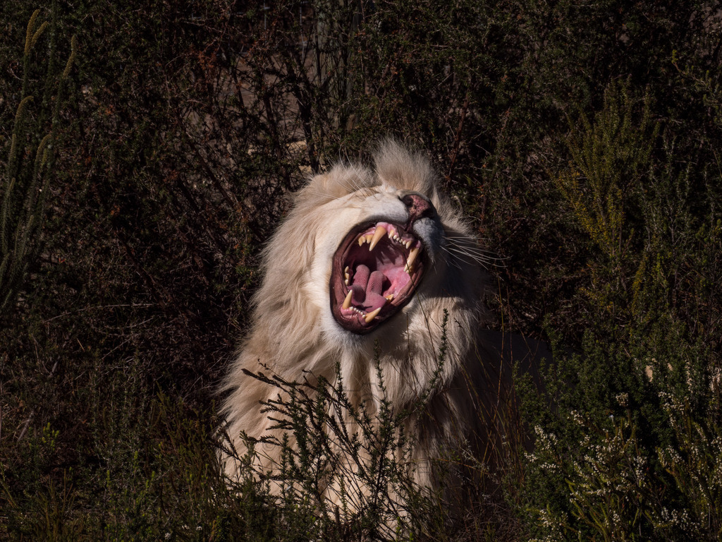 PANA3071-LR | Natur im Moment - Realisiert mit Pictrs.com