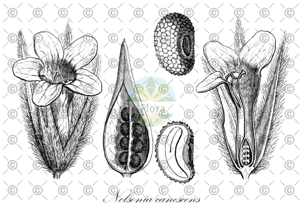 HistAbb_wfo-0000184288_1_ENZY_Simple | Historische Abbildung von Nelsonia canescens - Acanthaceae | Historical Illustration of Nelsonia canescens - Acanthaceae