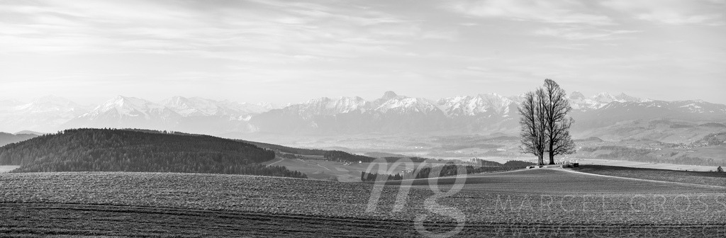 view from Ballenbühl with meadow and giant trees and the Range of Niesen and Stockhorn in the distance | Die ideale Geschenkidee für Naturliebhaber. Naturbilder von Marcel Gross Photography für ihr Zuhause in den verschiedensten Formaten und Materialien. - Realisiert mit Pictrs.com