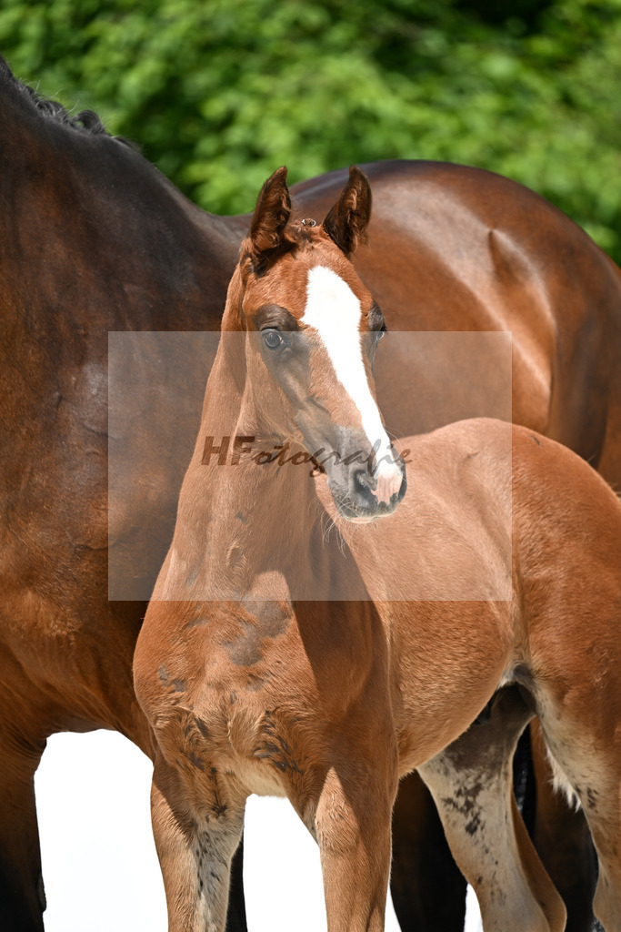 Untouchable x Contender_HF_Weber_13251256 | hf-fotografie - Realizzato con Pictrs.com