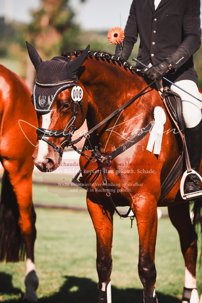 DSC_2312 | Pferde- und Turnierfotografie in Westsachsen. Pferdeportraits, Auftragszeichnungen und intuitive Kunst.