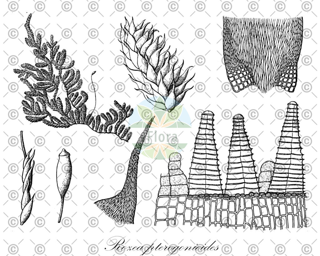 HistAbb_EMP_99520_6_FloraD_Simple | Historische Abbildung von Rozea pterogonioides - Leskeaceae | Historical Illustration of Rozea pterogonioides - Leskeaceae