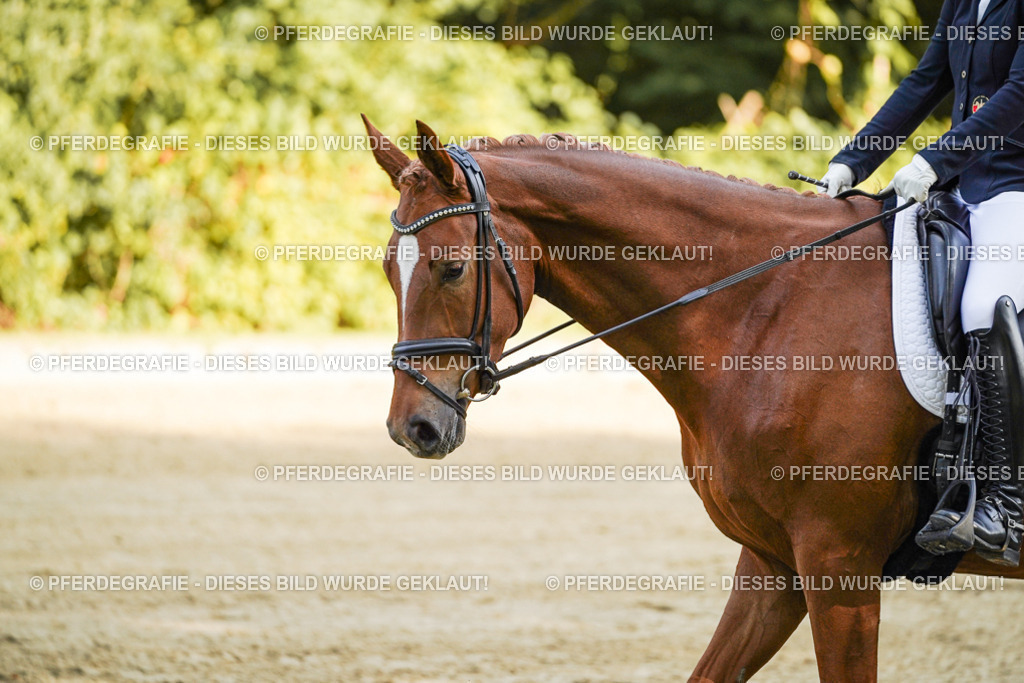 DSC05366 | Pferdegrafie