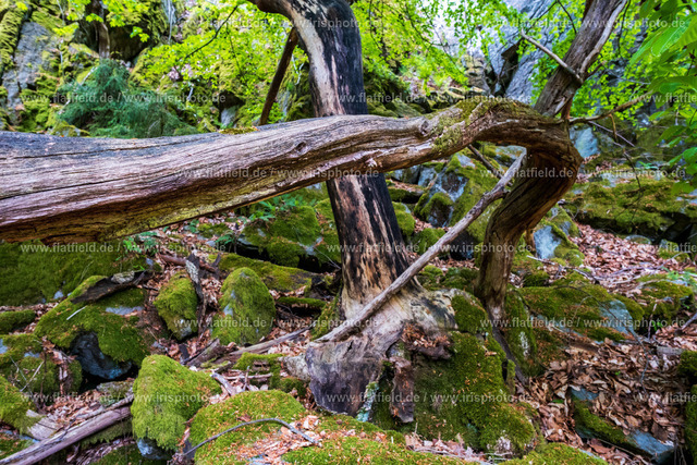 Astchaos | Naturfoto - Gesehen in der Rhön