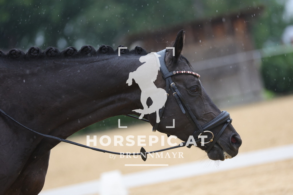 0P6A9518 | Willkommen bei Brunnmayr - Design & Fotografie – Ihrem Spezialisten für Reitturniere und Pferdeveranstaltungen in Oberösterreich, Salzburg und Bayern! Seit über 17 Jahren sind wir leidenschaftlich dabei.