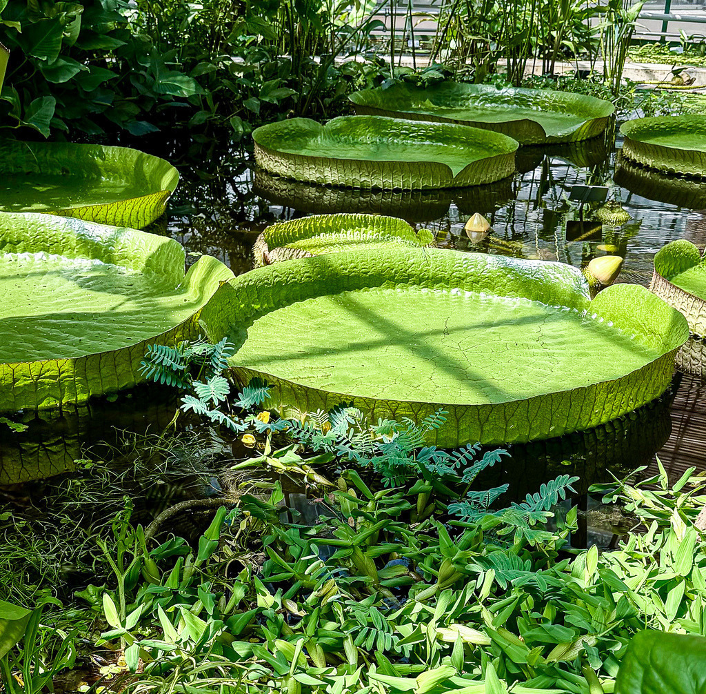 Riesenseerosen Victoria | Botanische Natur Fotokunst Wandbild | Die majestätische Kraft der Natur. Diese hochaufgelöste Fotografie zeigt die beeindruckenden, riesigen Schwimmblätter der Victoria-Seerose im botanischen Garten. Das lebendige Zusammenspiel aus sattem Grün, sanften Lichtreflexen auf dem Wasser und der üppigen Vegetation bringt eine beruhigende, tropische Wohlfühlatmosphäre in deine Räume. Ein absolut zeitloser Blickfang als großformatiges Wandbild auf hochwertiger Leinwand oder als leuchtender Acrylglas-Druck. - Realisiert mit Pictrs.com