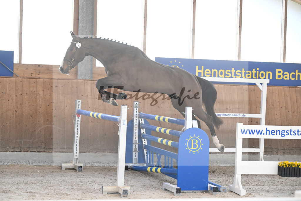 Kat-Nr. 37 Agana Filippa Z v. Aganix Du Seigneur_Schwendinger_14261849 | hf-fotografie - Realisiert mit Pictrs.com