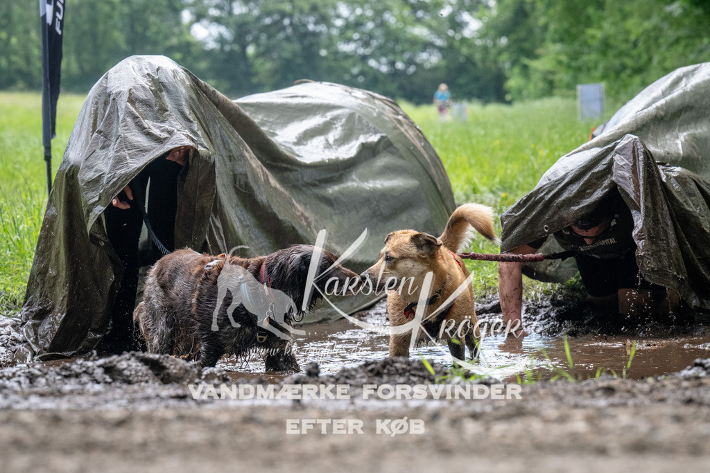 1109_ZZ91581 | kk-dogfotos