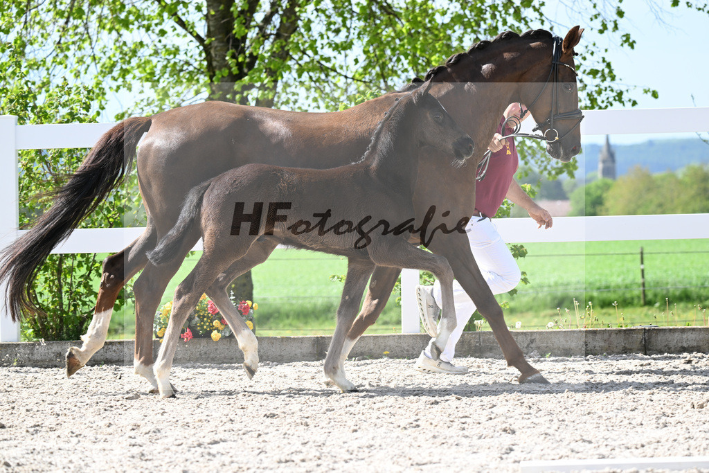 Kat-Nr. 39 HF Sebastino PS x Fuerstano_Heilemann_23260255 | hf-fotografie - Realisiert mit Pictrs.com