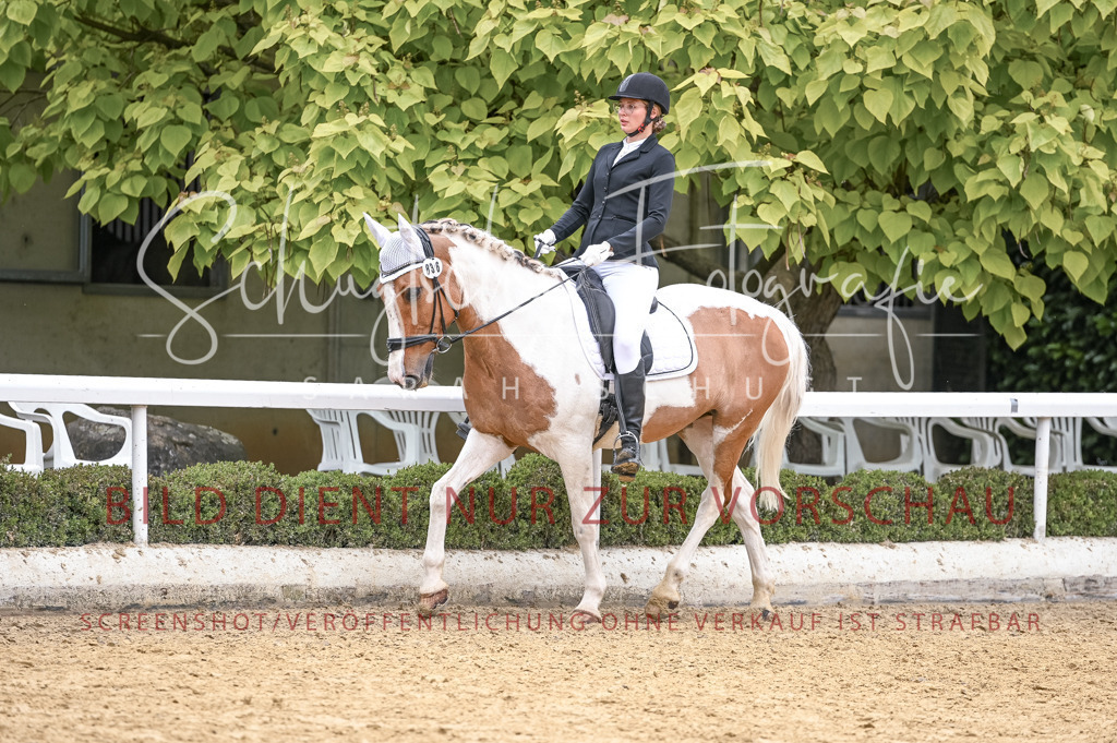 Schugtsche-Aluta25-44.DresssurreiterWB-160 | Schugtsche Fotografie - Realisiert mit Pictrs.com