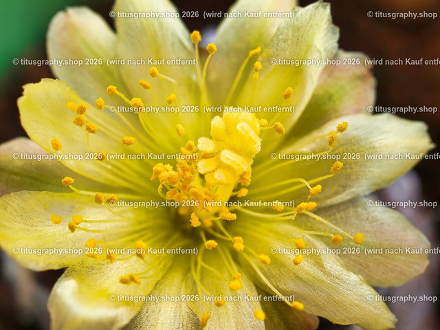 titusgraphy_P7267705-vz-ln | titusgraphy-shop: Geschenkideen mit Qualitätsfotos. titusgraphy-shop: gift ideas with quality photos. titusgraphy-shop: idées cadeaux avec photos de qualité.  - Realisiert mit Pictrs.com