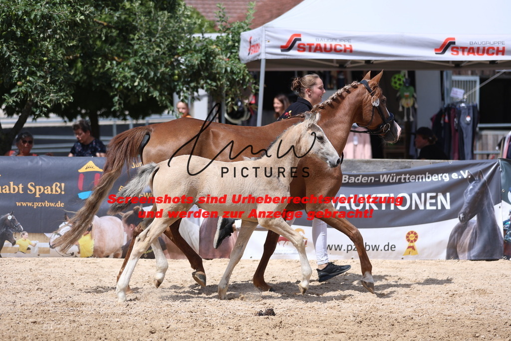 Fohlenschau_Schwäbisch_Hall_Ponys_KN 45_4 | lmwpictures - Realisiert mit Pictrs.com