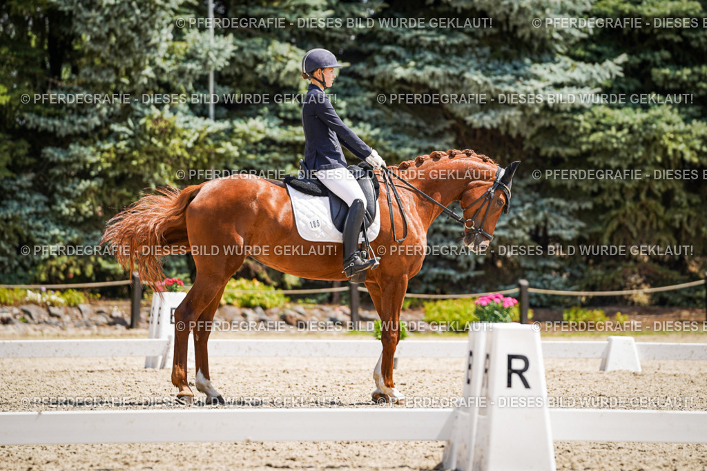 DSC01212 | Pferdegrafie