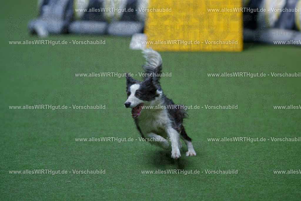 @allesWIRTHgut_Tierfotografie - www.allesWIRTHgut.de - 2604251353-7R504285 | Professionelle Tierfotografie in Mönchengladbach von Daniel Wirth (allesWIRTHgut). Liebevolle & natürliche Bilder von Hunden & Katzen für unvergessliche Erinnerungen.