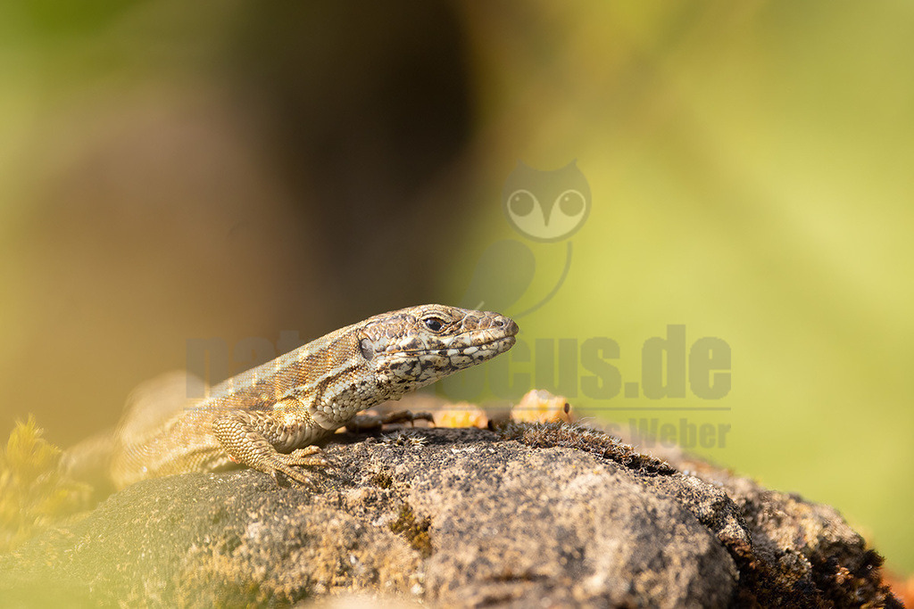 R5NF4201_20240622 | 
Beschreibung
Kletterkünstlerin in warmen Hanglagen und Weinbergen
Die Mauereidechse besiedelt offene, wärmebegünstigte Lebensräume wie Stein- und Felshänge, Schotterbetten von Gleisanlagen, aber auch insbesondere Weinberge, die geprägt sind durch ein kleinräumiges Mosaik an Sonnen-, Versteck- und Eiablageplätzen, Nahrungsgründen sowie Winterquartieren. Durch Flächenverlust, Verlust an kleinräumig gegliederten Lebensräumen und Nutzungssteigerung im Weinbau ist sie besonders gefährdet. - Realisiert mit Pictrs.com