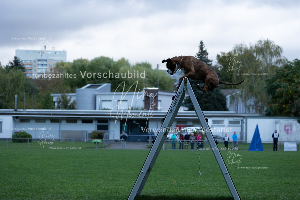 _16A4469 | Einzigartige Fotos von Hunden & Menschen –Actionfotos, Portraits, Vereinsaufnahmen & Paarshootings – authentisch, lebendig & mit Herz.