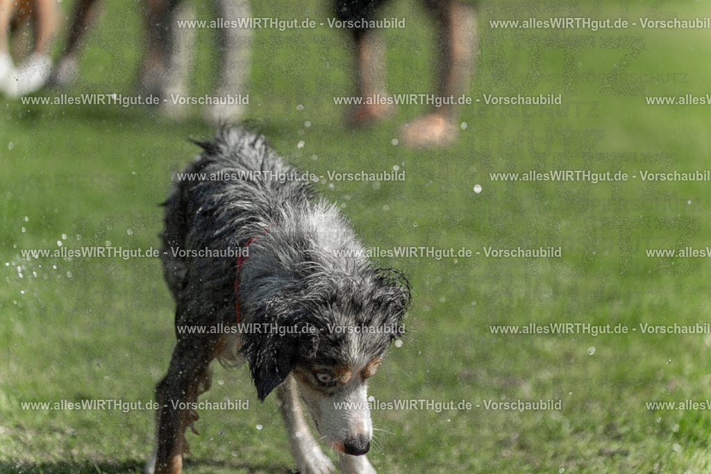 Hundeschwimmen_Volksbad_2026-allesWIRTHgut_Tierfotografie-2609061213-112304-7R500302 | Professionelle Tierfotografie in Mönchengladbach von Daniel Wirth (allesWIRTHgut). Liebevolle & natürliche Bilder von Hunden & Katzen für unvergessliche Erinnerungen.