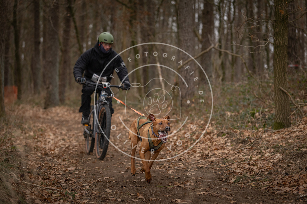 Pfotenfotografie_DV3A7051 | Hundefotografie, Tierfotograf, Pfotenfotografie, Fotoshooting Hund, Hunde Portrait, Hundesport, Hundeportraits, Heideshooting, Hunde, Sportfotograf, Hundefotograf, Turnierhundsport, THS,  - Realisiert mit Pictrs.com