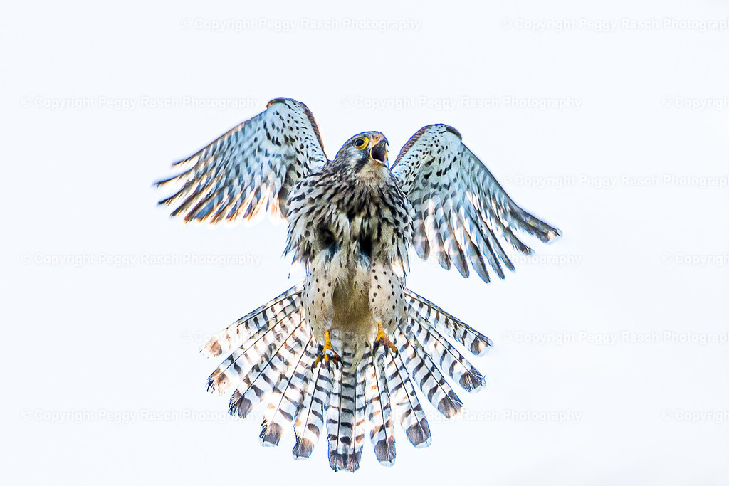 Specials | PeggyRaschPhotography - Realisiert mit Pictrs.com