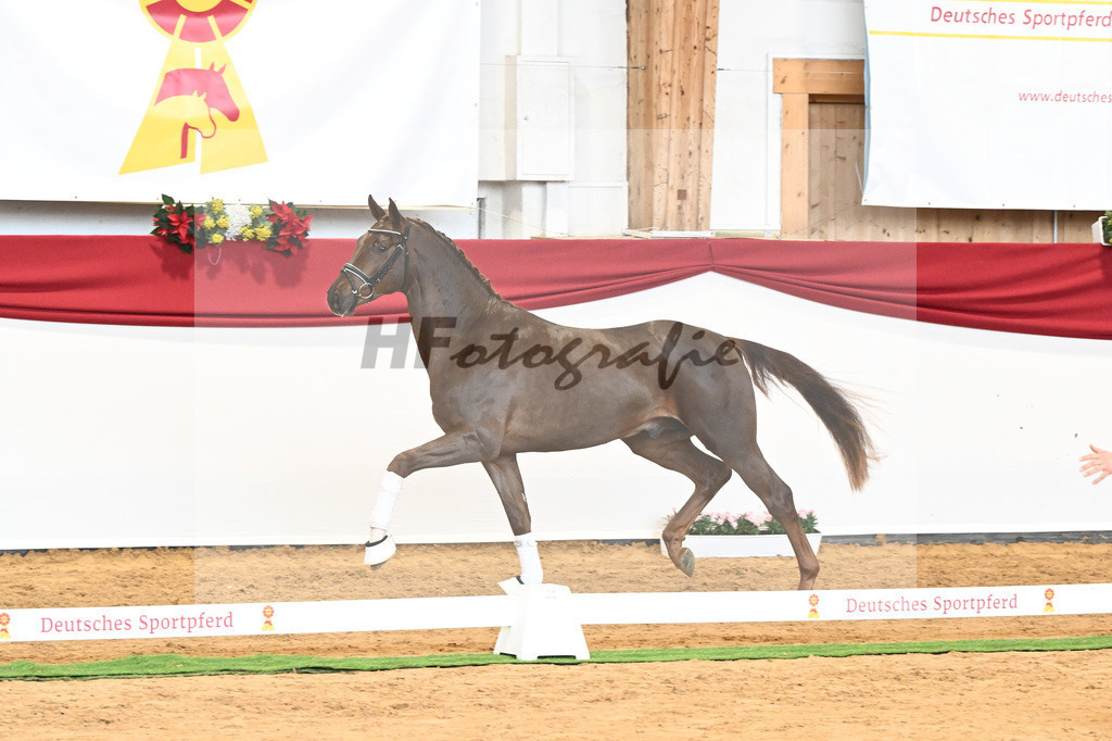 Kat-Nr. 63 Fidertanz x Romanov Blue Hors_La Rue_43230647 | hf-fotografie - Realisiert mit Pictrs.com