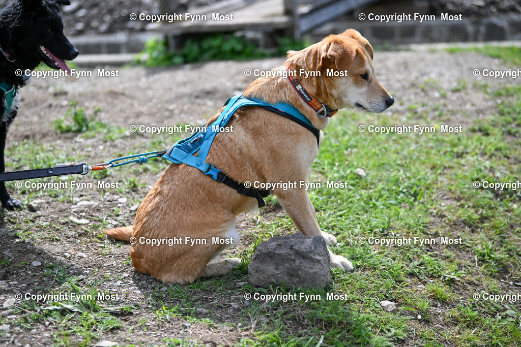 DSC_3730 | Hallo und herzlich Willkommen auf meiner Shop-Seite Fynn Most.

Ich wünsche Dir viel Spaß beim stöbern durch die Bilder, wenn Du Fragen hast oder Bilder vermisst, kannst du mir gerne eine Nachricht schreiben. - Realisiert mit Pictrs.com