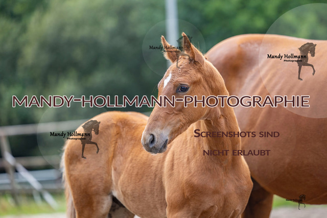 Hexenberg-161 | mandyhollmannphotographie