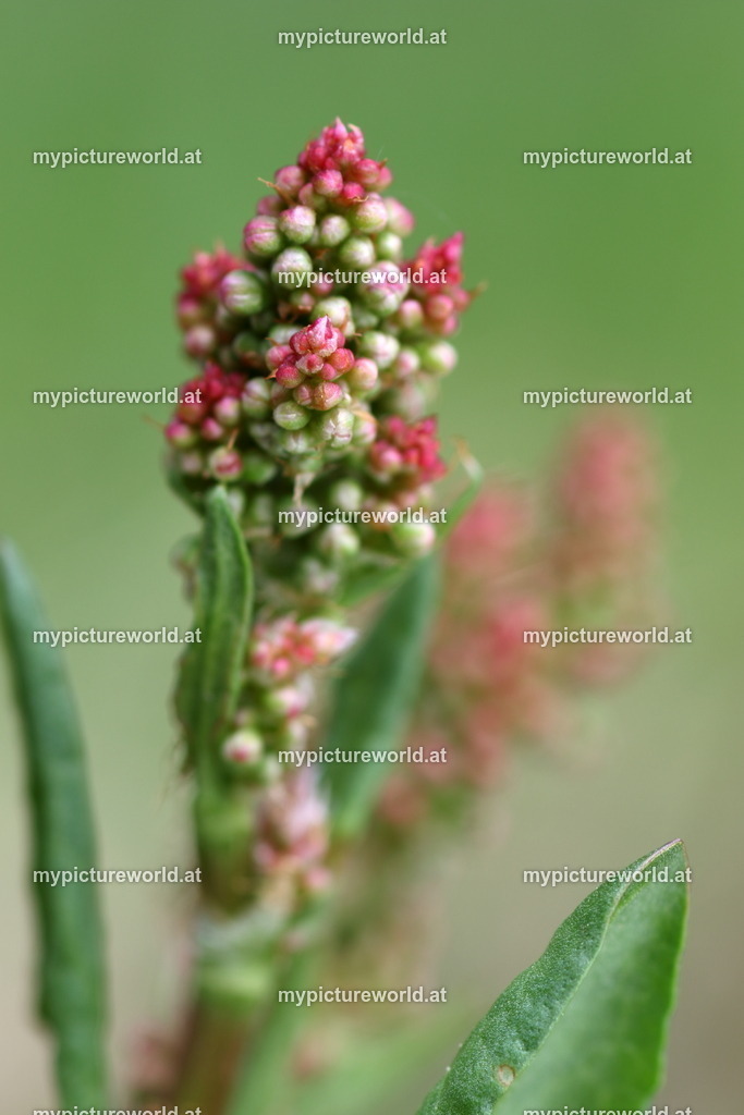 Wiesen-Sauerampfer-002 | Das Bilderarchiv über Tiere, Planzen und Landschaften. In der Bilddatenbank finden Sie ein große Auswahl an hochwertigen Bilder für Ihre Werbung - Realized with Pictrs.com